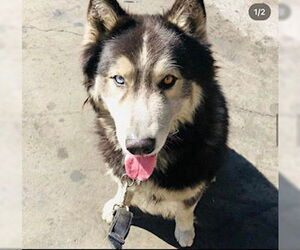 Siberian Husky Dogs for adoption in Dana Point, CA, USA