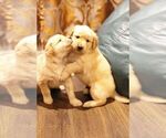 Small Photo #6 Golden Retriever Puppy For Sale in VANCOUVER, WA, USA
