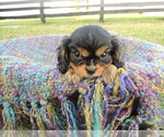 Puppy 2 Cavalier King Charles Spaniel