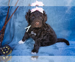 Puppy 11 Portuguese Water Dog