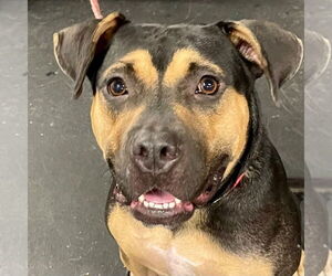 Molly - Female Mutt Dog for Adoption - Photo #4