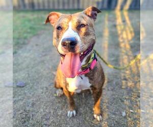 American Staffordshire Terrier-Unknown Mix Dogs for adoption in Long Beach, CA, USA