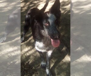 German Shepherd Dog Puppy for sale in LOGAN, OH, USA