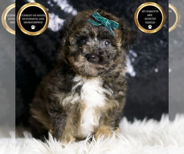 Medium Photo #35 Poodle (Miniature) Puppy For Sale in WARSAW, IN, USA