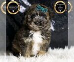 Puppy Clyde Poodle (Miniature)