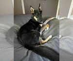 Small #3 German Shepherd Dog Mix