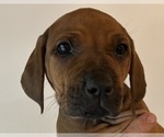 Small Photo #31 Rhodesian Ridgeback Puppy For Sale in BONSALL, CA, USA