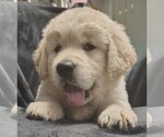 Puppy White girl Golden Retriever