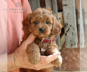 Cavapoo Puppy for sale in GORDONVILLE, PA, USA