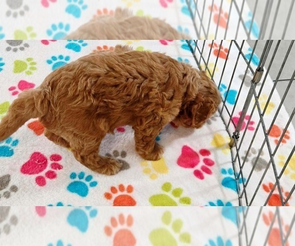 Medium Photo #10 Cavapoo mix (+ Poodle Miniature) Puppy For Sale in ORO VALLEY, AZ, USA