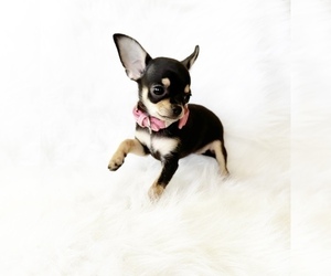 Chihuahua Puppy for sale in SACRAMENTO, CA, USA