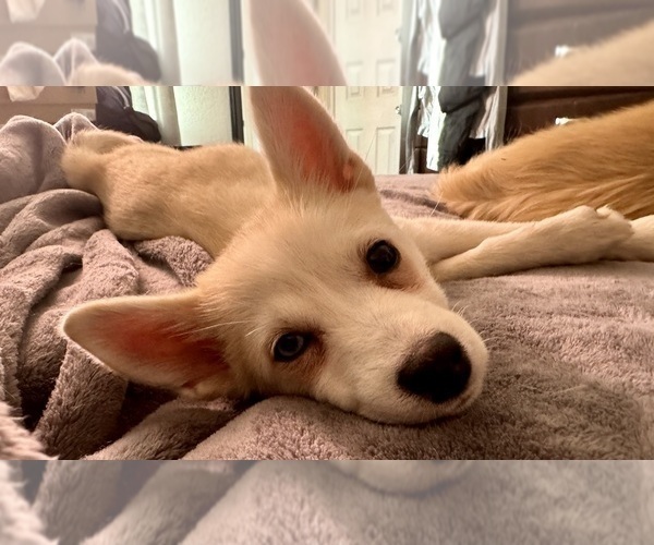 Medium Photo #236 Pomsky Puppy For Sale in LOVELAND, CO, USA