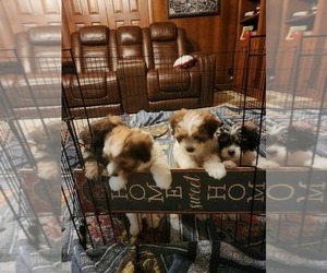 Papitese Litter for sale in ORANGEBURG, SC, USA