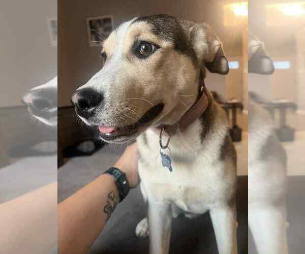 Medium Photo #3 Huskies -Unknown Mix Puppy For Sale in Springdale, PA, USA