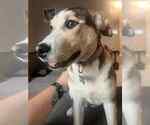 Small #2 Huskies  Mix