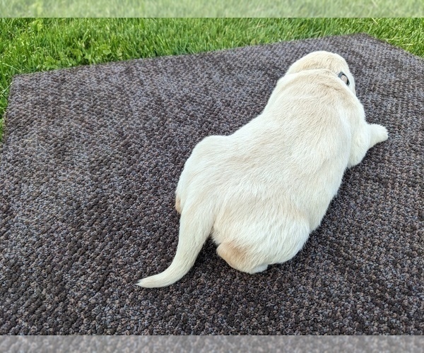 Medium Photo #35 Golden Retriever Puppy For Sale in WOOSTER, OH, USA