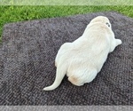 Small Photo #35 Golden Retriever Puppy For Sale in WOOSTER, OH, USA