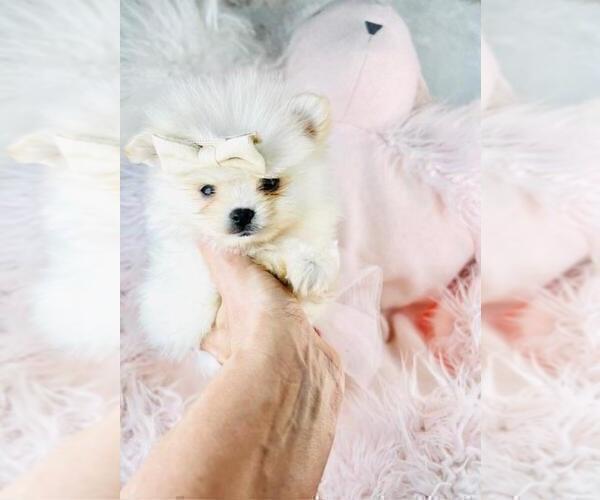 Medium Photo #16 Pomeranian Puppy For Sale in CONYERS, GA, USA