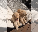Litter of 8 - Male(s) and Female(s) Goberian-Labrador Retriever MixLitter of Puppies for Sale - Photo #10