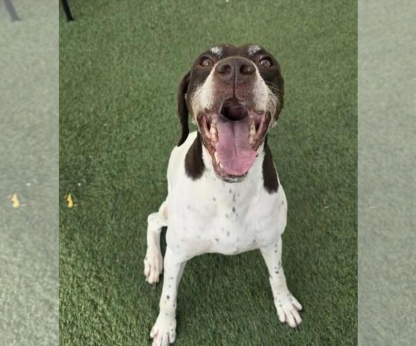 Medium Photo #5 German Shorthaired Pointer-Pointer Mix Puppy For Sale in Rockwall, TX, USA
