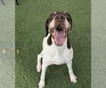 Small #4 German Shorthaired Pointer-Pointer Mix