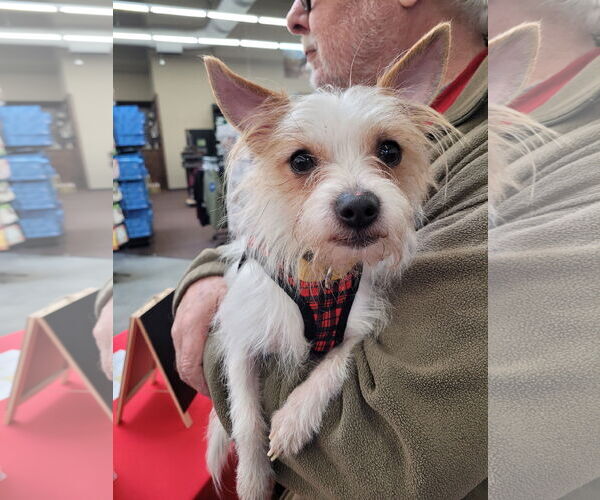 Medium Photo #1 Mutt Puppy For Sale in Sequim, WA, USA