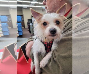 Mutt Dogs for adoption in Sequim, WA, USA