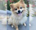 Small #2 Pomeranian