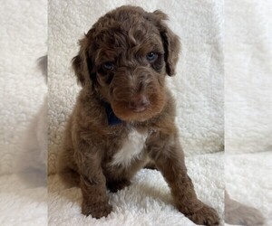 Poodle (Standard) Puppy for sale in BONNERS FERRY, ID, USA