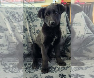 Labrador Retriever-Unknown Mix Dogs for adoption in Anchorage, AK, USA