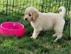 Small Photo #7 Goldendoodle Puppy For Sale in WICHITA, KS, USA