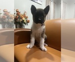 Puppy Max Akita