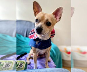 Chihuahua-Unknown Mix Dogs for adoption in Rockaway, NJ, USA