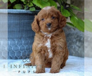 Cavapoo Puppy for sale in EAST EARL, PA, USA