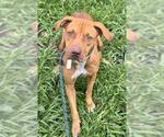 Small American Staffordshire Terrier