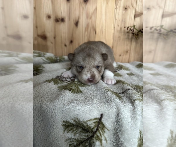 Medium Photo #8 Siberian Husky Puppy For Sale in STAPLES, MN, USA