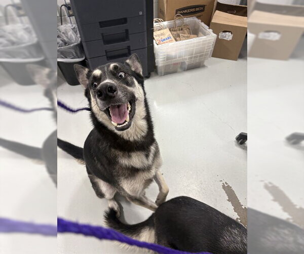 Medium Photo #1 Siberian Husky-Unknown Mix Puppy For Sale in Temple, TX, USA