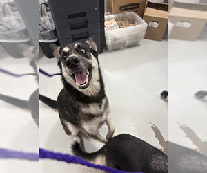 Siberian Husky-Unknown Mix Dogs for adoption in Temple, TX, USA