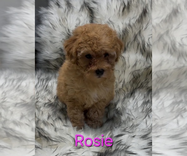 Medium Photo #3 Poodle (Miniature) Puppy For Sale in AZLE, TX, USA