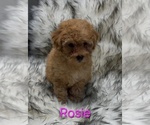 Rosie - Female Poodle (Miniature) Puppy for Sale - Photo #3
