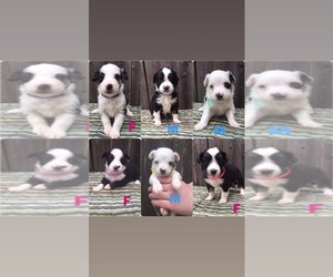 Miniature Australian Shepherd Puppy for sale in E PENNSBORO, PA, USA