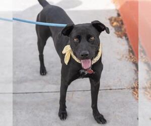 German Shorthaired Lab Dogs for adoption in San Diego, CA, USA