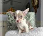 Small #1 Chihuahua