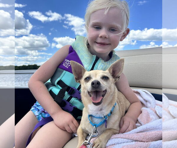 Medium Photo #6 Chihuahua-Unknown Mix Puppy For Sale in Fargo, ND, USA