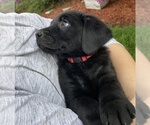 Small Photo #6 Labrador Retriever Puppy For Sale in BREWSTER, WA, USA