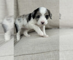 Small Photo #8 Aussiedoodle Puppy For Sale in VAIL, AZ, USA