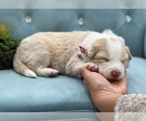 Border Collie Puppy for sale in CONWAY, MO, USA