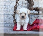 Small Photo #4 Poochon Puppy For Sale in MORGANTOWN, PA, USA