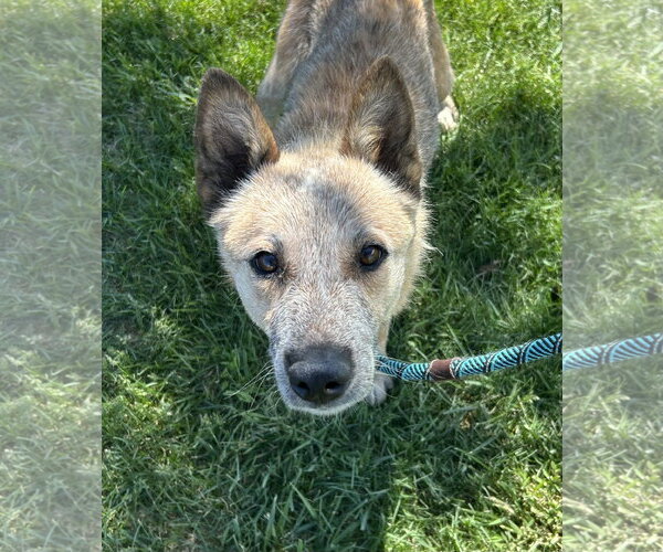 Medium Photo #1 Mutt Puppy For Sale in Fort Collins, CO, USA