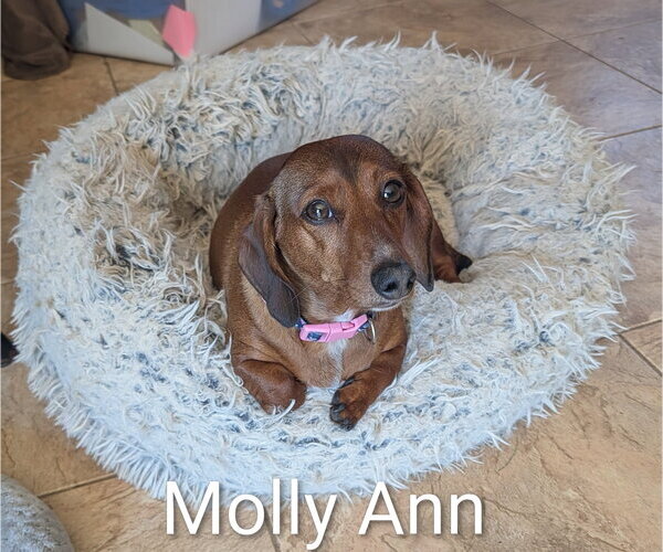 Medium Photo #1 Dachshund Puppy For Sale in Sioux Falls, SD, USA